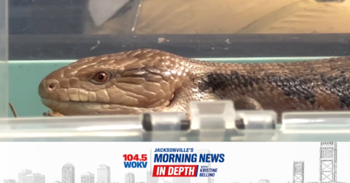 IN DEPTH: What’s new at the Jacksonville Zoo? From unique wildlife to fall events – 104.5 WOKV