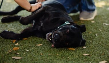 Barnett Park hosts Orange County pet vaccination