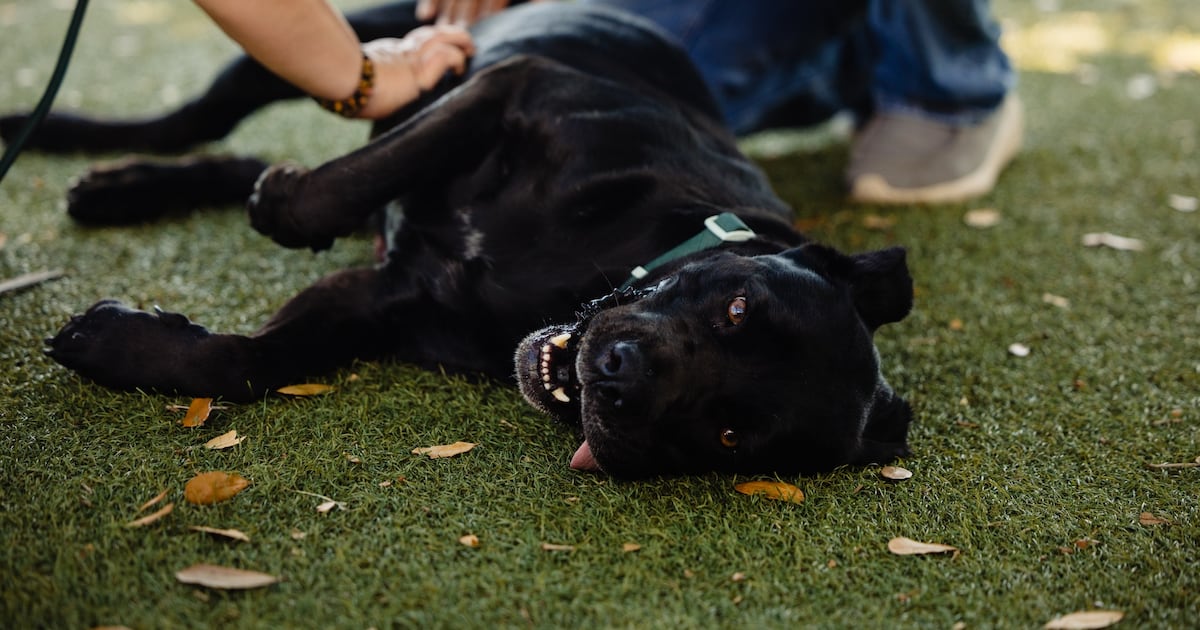 Barnett Park hosts Orange County pet vaccination