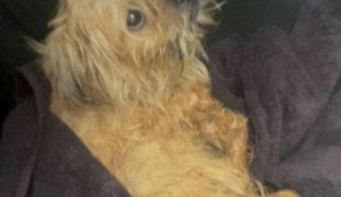 JSO searching for whoever left dog in crate near Philips Highway without food or water for days – Action News Jax