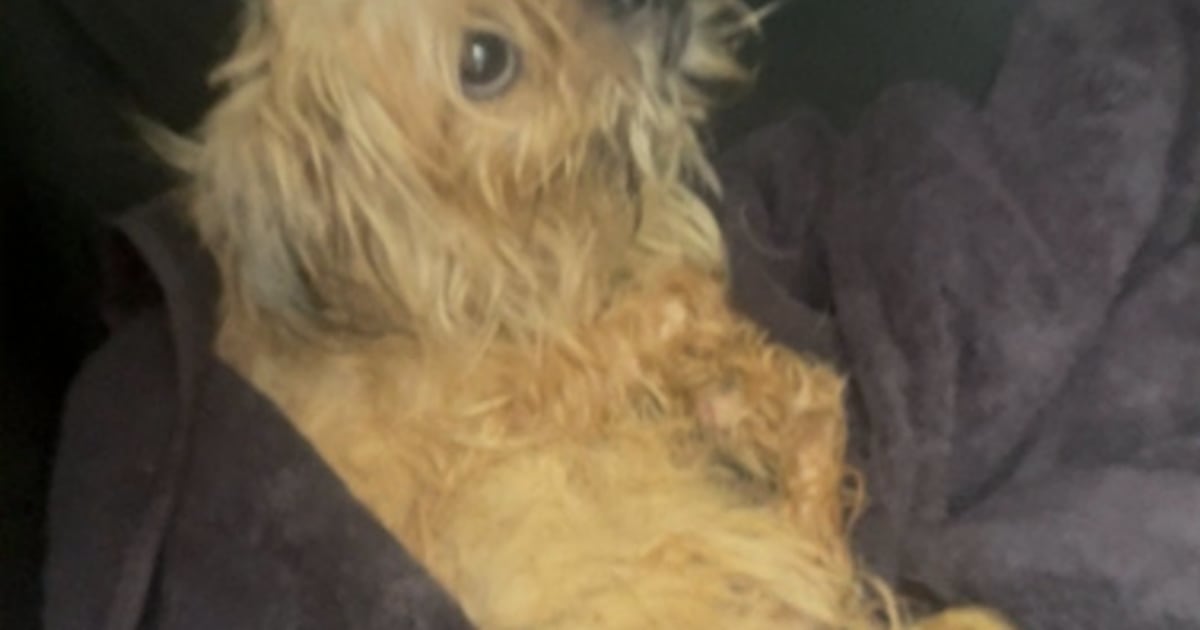 JSO searching for whoever left dog in crate near Philips Highway without food or water for days – Action News Jax