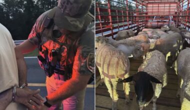 24 sheep and goats become focus of Florida livestock investigation