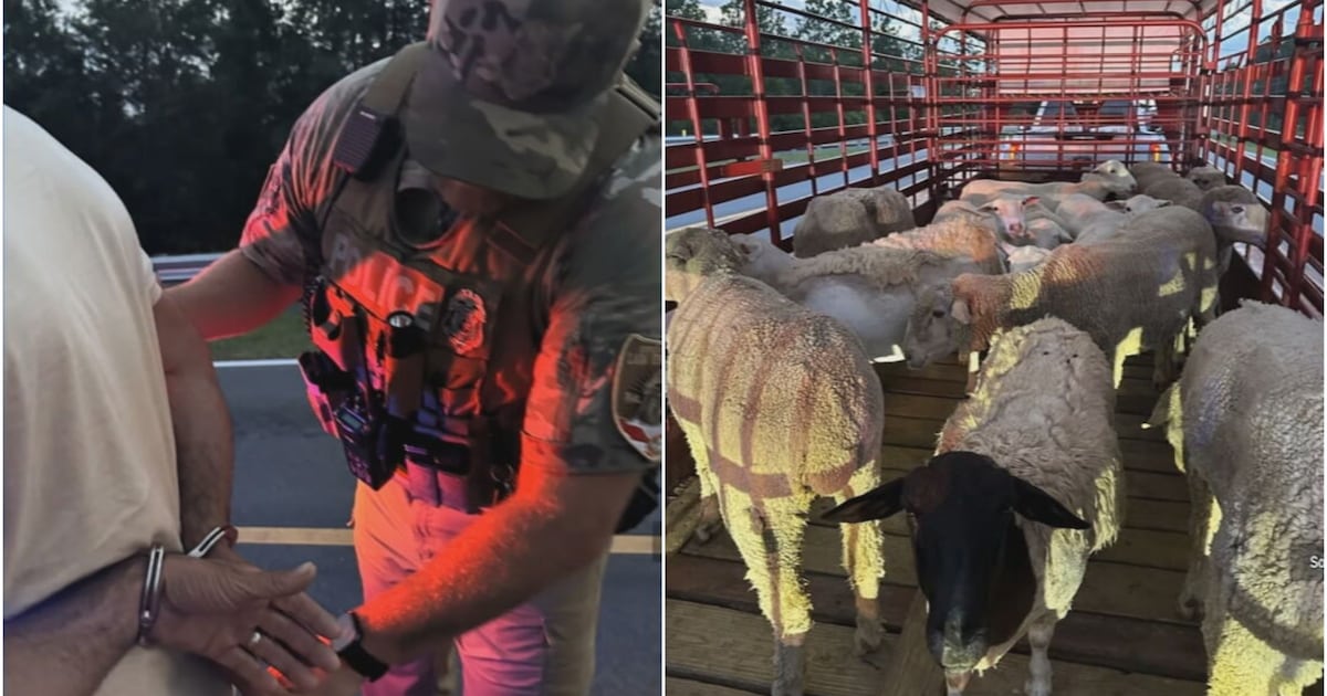 24 sheep and goats become focus of Florida livestock investigation