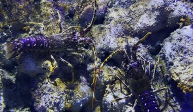 Florida officials warn lobster harvesters of new rules