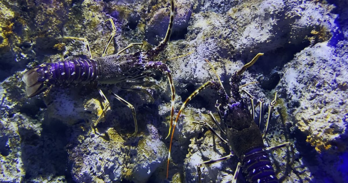 Florida officials warn lobster harvesters of new rules