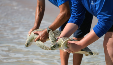 Nine sea turtles released into the Atlantic Ocean