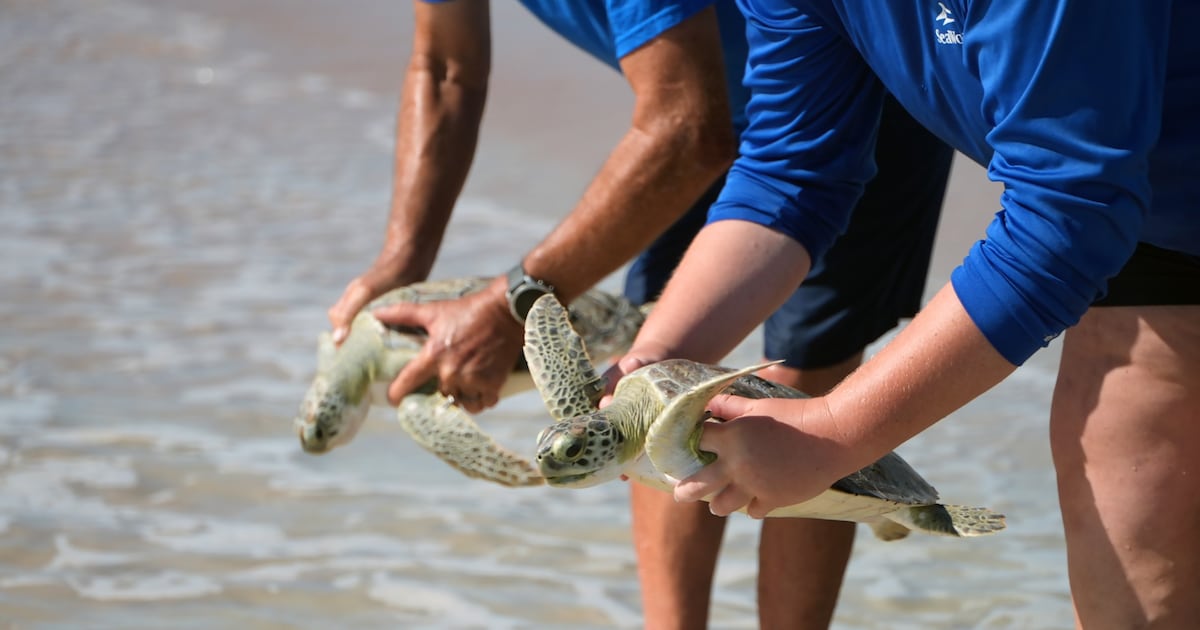 Nine sea turtles released into the Atlantic Ocean