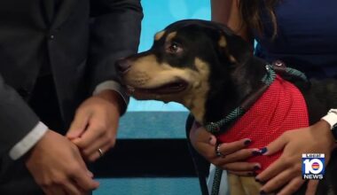 Miami-Dade Animal Services highlights Tina, shares July 4 pet safety tips