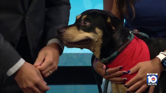 Miami-Dade Animal Services highlights Tina, shares July 4 pet safety tips