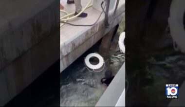 Swimmer dives into Miami River to rescue struggling man