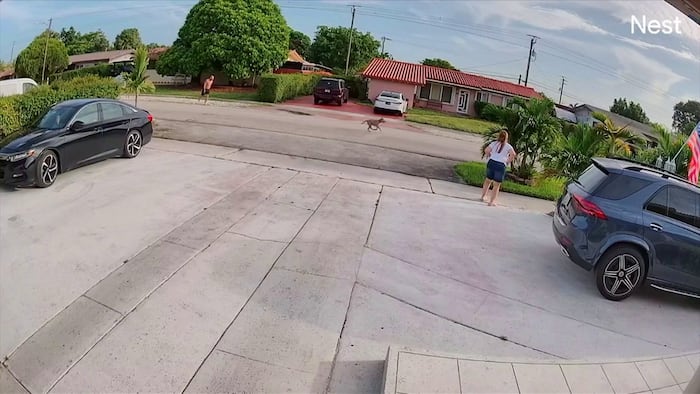 Man injured while trying to protect small dog from larger dog in Hialeah, police say
