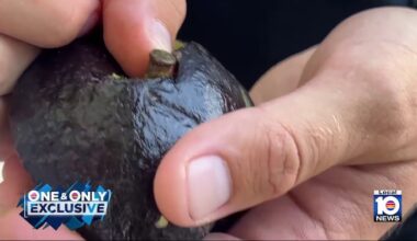 Video shows ‘ammo-cado’ in Florida Keys kitchen