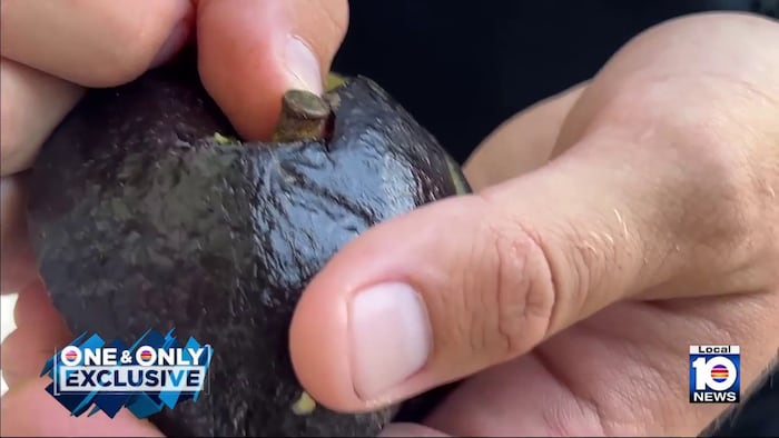 Video shows ‘ammo-cado’ in Florida Keys kitchen