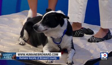 Humane Society of Broward hopes to find ‘furever’ home for Baby the dog, other furry friends
