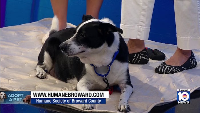 Humane Society of Broward hopes to find ‘furever’ home for Baby the dog, other furry friends