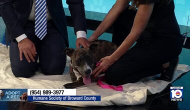 3-legged dog from Humane Society of Broward looking for a loving, permanent home