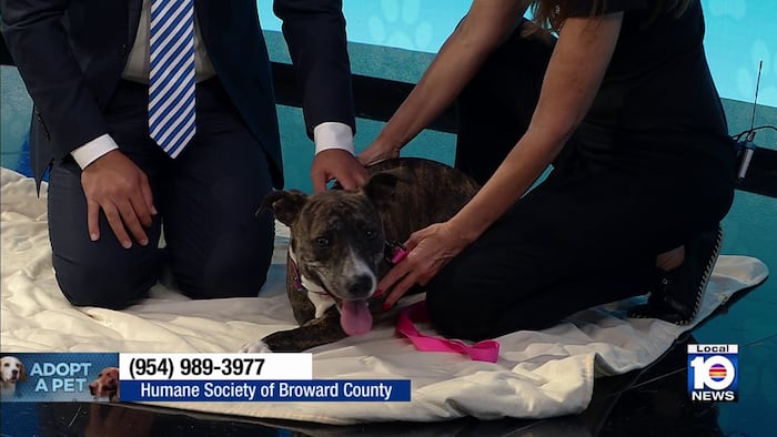 3-legged dog from Humane Society of Broward looking for a loving, permanent home