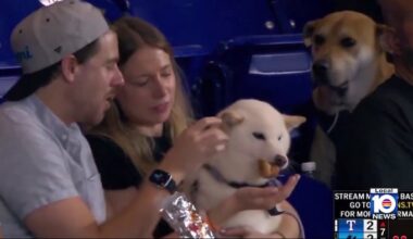 How Miami Marlins gave Bark at the Park night star the VIP treatment