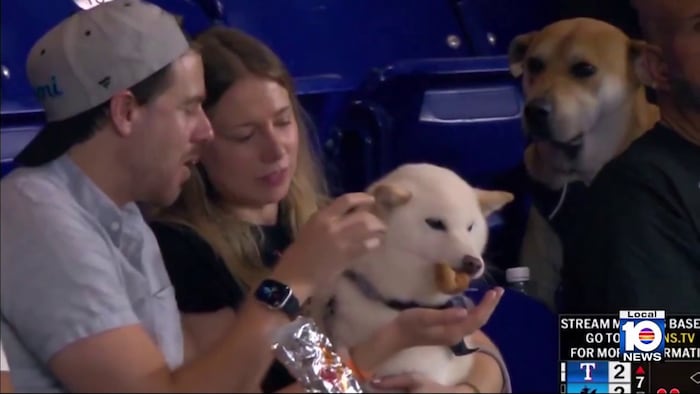 How Miami Marlins gave Bark at the Park night star the VIP treatment