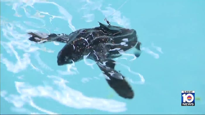 South Florida scientists studying newborn sea turtles
