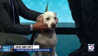 Meet Wilby, a sweet Labrador mix looking for a ‘furever’ home