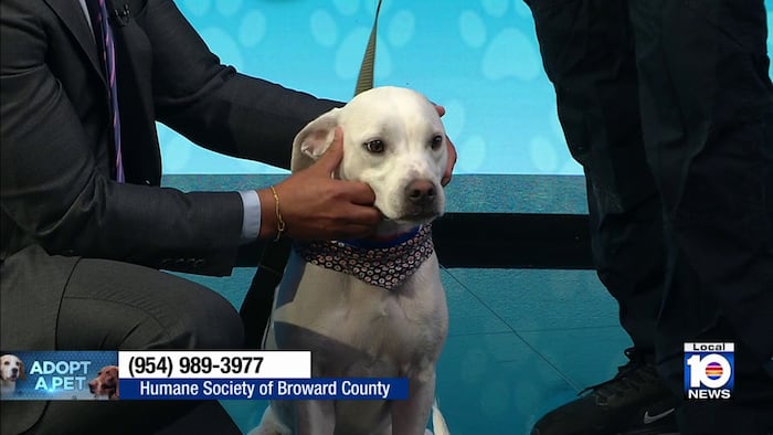 Meet Wilby, a sweet Labrador mix looking for a ‘furever’ home