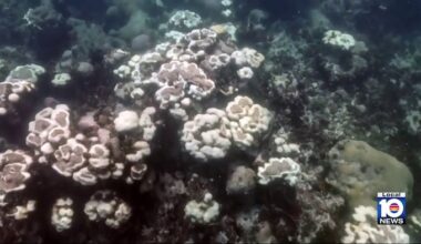 Activists taking preventative measures as brutal summer heat threatens South Florida’s coral reefs