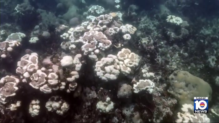 Activists taking preventative measures as brutal summer heat threatens South Florida’s coral reefs