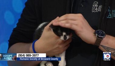 Kittens looking for homes as Humane Society of Broward highlights importance of spaying, neutering