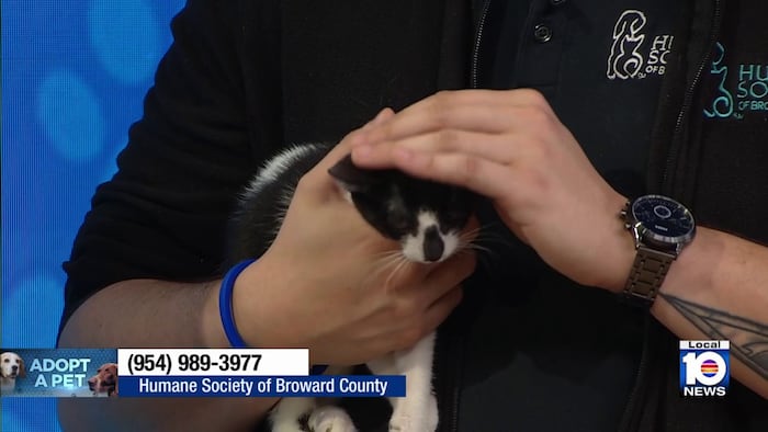 Kittens looking for homes as Humane Society of Broward highlights importance of spaying, neutering