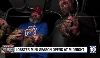 Two-day lobster mini season begins in South Florida