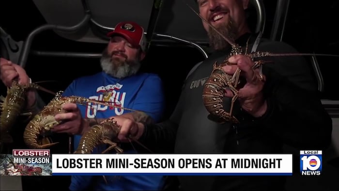 Two-day lobster mini season begins in South Florida