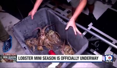Florida’s lobster mini season opens today; FWC reminds harvesters of rules, safety