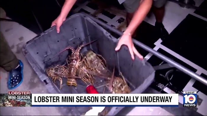 Florida’s lobster mini season opens today; FWC reminds harvesters of rules, safety