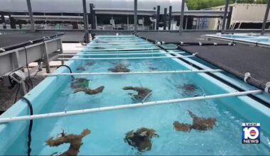 Scientists race to save Florida’s last remaining elkhorn coral before bleaching season