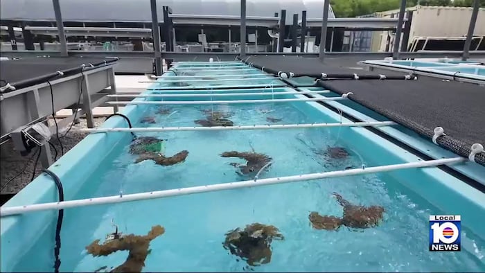 Scientists race to save Florida’s last remaining elkhorn coral before bleaching season