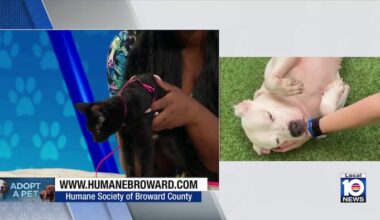 Humane Society of Broward seeks ‘furever’ homes for outgoing kitten Jinx, loveable dogs