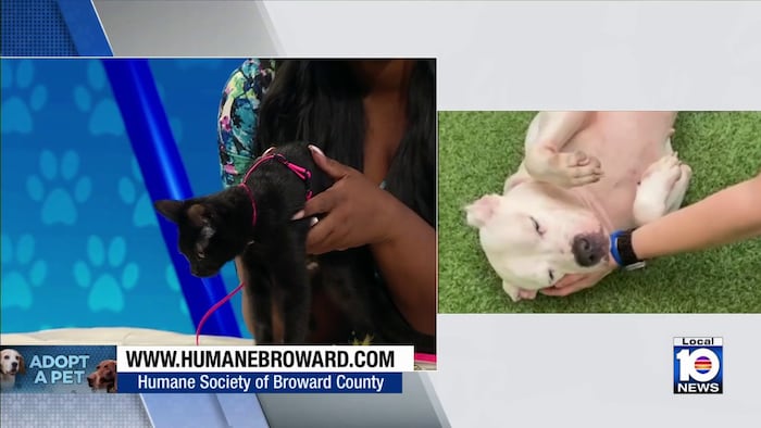 Humane Society of Broward seeks ‘furever’ homes for outgoing kitten Jinx, loveable dogs