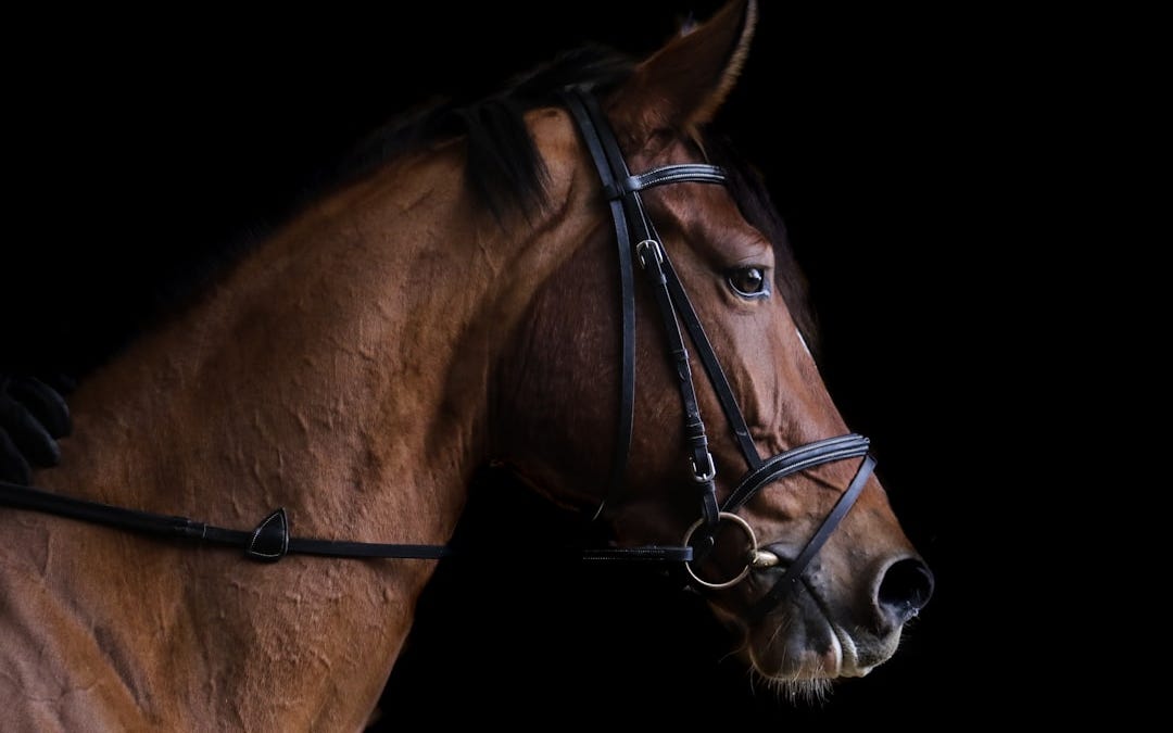 Florida: 3rd Eastern Equine Encephalitis case reported in Osceola County horse