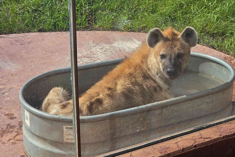 Lion and Hyena Ridge Busch Gardens hyena in tub