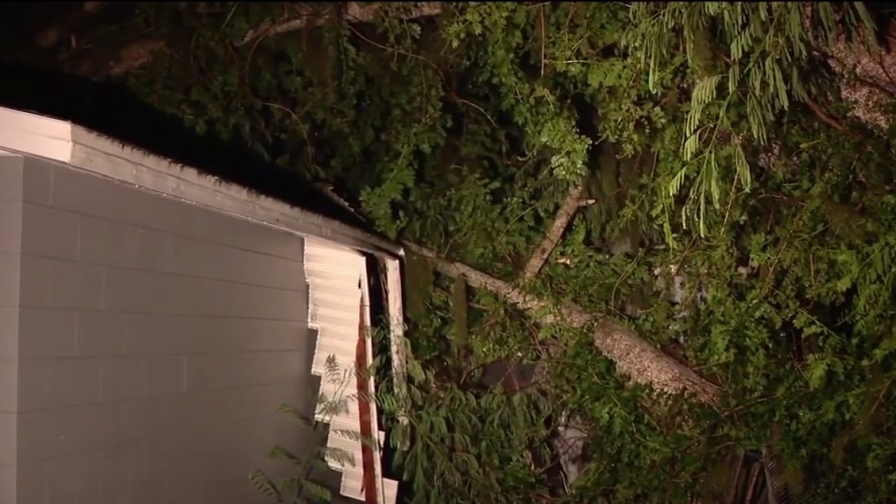 Tree falls into family's home
