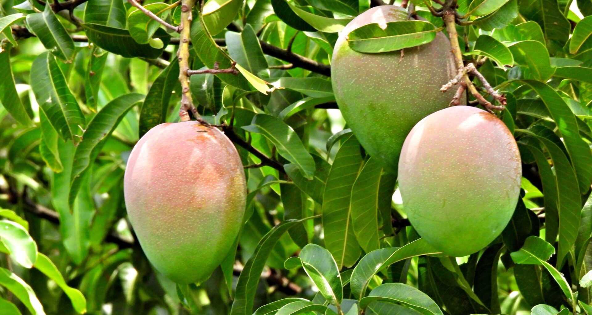 Small Industry, Big Impact: Florida Leads U.S. Mango Production