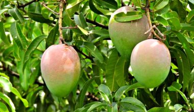 Small Industry, Big Impact: Florida Leads U.S. Mango Production
