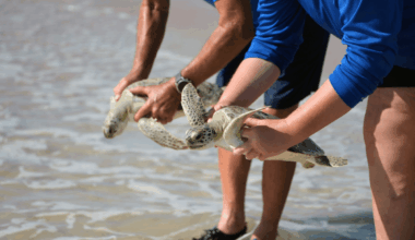 SeaWorld Orlando: nine rehabilitated sea turtles are Back in the wild – Amusement Today