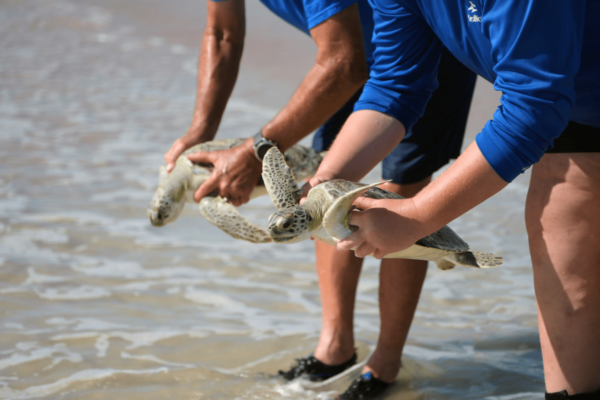SeaWorld Orlando: nine rehabilitated sea turtles are Back in the wild – Amusement Today