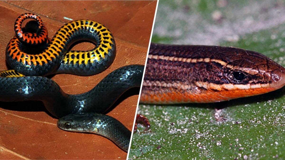 Three South Florida reptiles make the endangered species list – NBC 6 South Florida