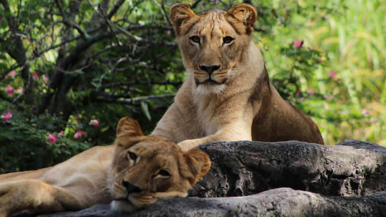 Two lionesses lounge in Busch Gardens, Tampa Bay