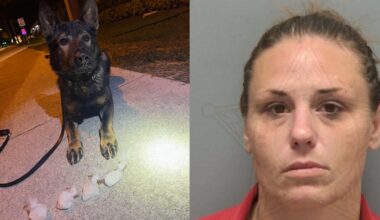 Police dog K9 Venom sniffs out 100 grams of hidden meth during Florida stop