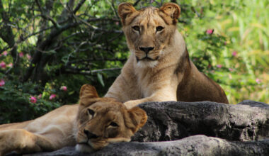 Tampa Bay's Upcoming Wildlife Habitat Will Be One Of The City's Largest Projects Of Its Kind