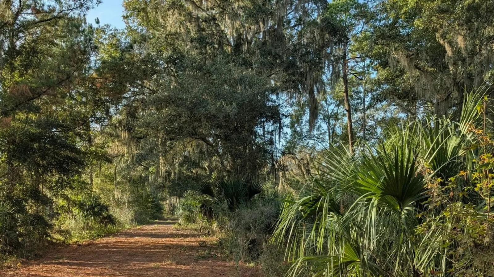 Between Jacksonville And Tampa Is Florida's Lesser-Known State Park With Secluded Trails And Unique Wildlife